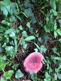 Russula mariae image