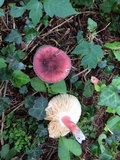Russula mariae image