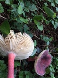 Russula mariae image