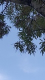 Boletinellus merulioides image