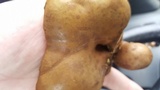 Boletinellus merulioides image