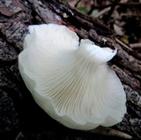 Pleurotus pulmonarius image