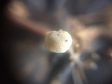 Dendrocollybia racemosa image