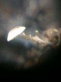 Dendrocollybia racemosa image