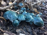 Stropharia caerulea image