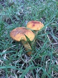 Leccinum rugosiceps image