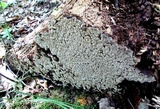 Xylobolus frustulatus image