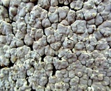 Xylobolus frustulatus image