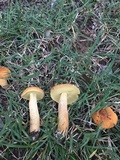 Leccinum rugosiceps image
