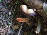 Pseudocolus fusiformis image