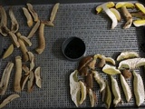 Leccinum rugosiceps image