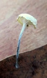 Tetrapyrgos nigripes image