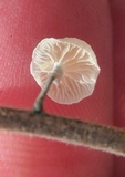 Tetrapyrgos nigripes image