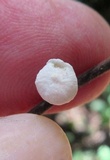 Tetrapyrgos nigripes image