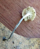 Tetrapyrgos nigripes image