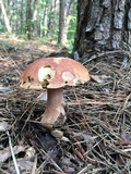 Boletus subcaerulescens image
