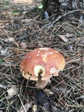 Boletus subcaerulescens image
