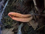 Pseudocolus fusiformis image