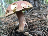 Boletus subcaerulescens image