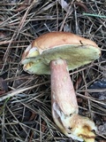 Boletus subcaerulescens image