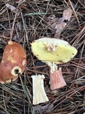 Boletus subcaerulescens image