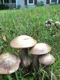 Tylopilus plumbeoviolaceus image