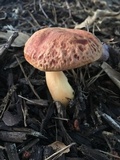 Aureoboletus auriporus image