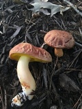 Aureoboletus auriporus image