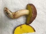 Aureoboletus auriporus image