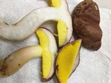 Aureoboletus auriporus image