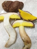 Aureoboletus auriporus image