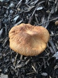 Leccinum rubropunctum image