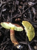Leccinum rubropunctum image