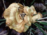 Xanthoporus peckianus image