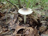 Amanita solaniolens image