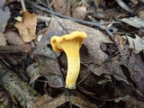 Cantharellus flavus image