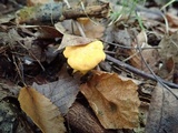 Cantharellus flavus image