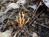 Clavulinopsis laeticolor image