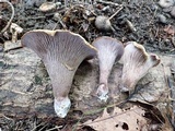Gomphus clavatus image