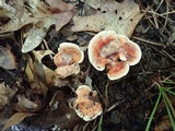 Hydnellum aurantiacum image
