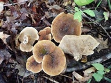 Hydnellum cristatum image