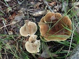 Hydnellum cristatum image