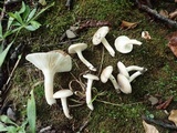 Hygrophorus occidentalis image