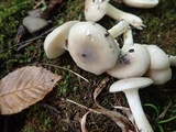 Hygrophorus occidentalis image