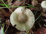 Hygrophorus occidentalis image