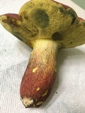 Boletus pallidoroseus image