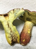 Boletus pallidoroseus image