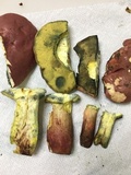 Boletus pallidoroseus image