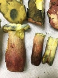 Boletus pallidoroseus image