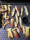 Boletus pallidoroseus image